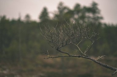 arka plan bulanık kuru kış şube