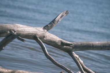 yakın çekim eski kuru ağaç gövdesi deniz kenarı