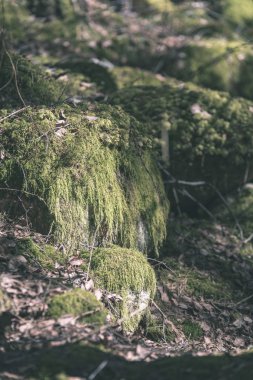 Sonbahar Orman sert kayalarda görünümünü