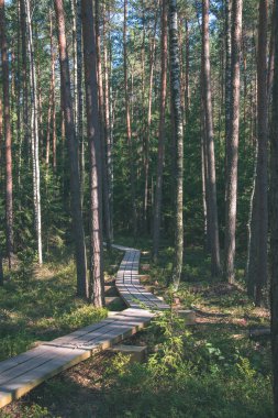 sakin ve huzurlu çam ağacı orman yeşil çim ile