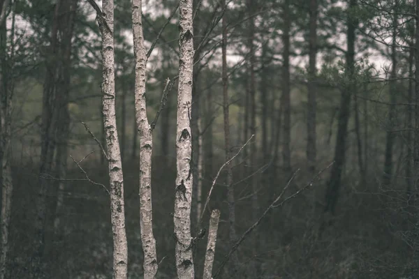 Beautiful Birch Trees Misty Autumn Forest — Stock Photo, Image