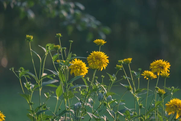 Vidéki Kert Nyári Virágok Bloom Elmosódott Háttér — Stock Fotó