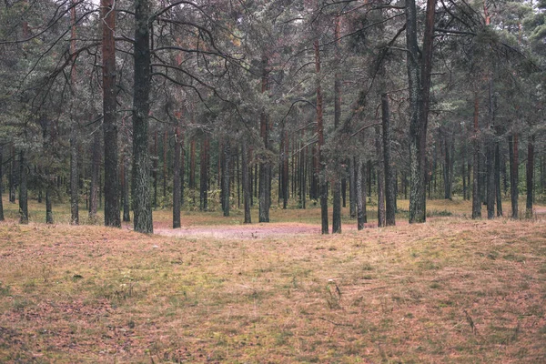 Troncs Arbres Dans Une Forêt Feuilles Persistantes Dans Ciel Couvert — Photo