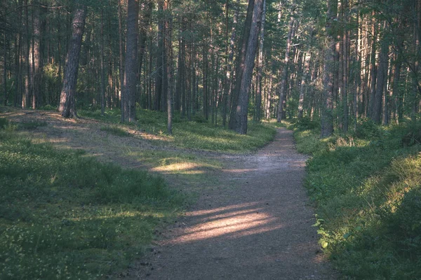 绿色夏季森林中的旅游远足小道 — 图库照片