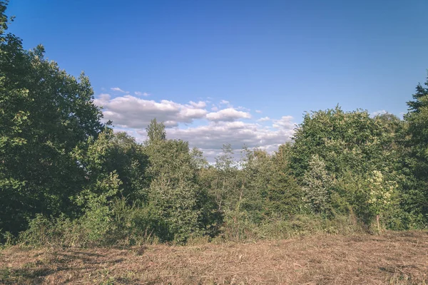 Frisches Grünes Laub Sommerwald — Stockfoto