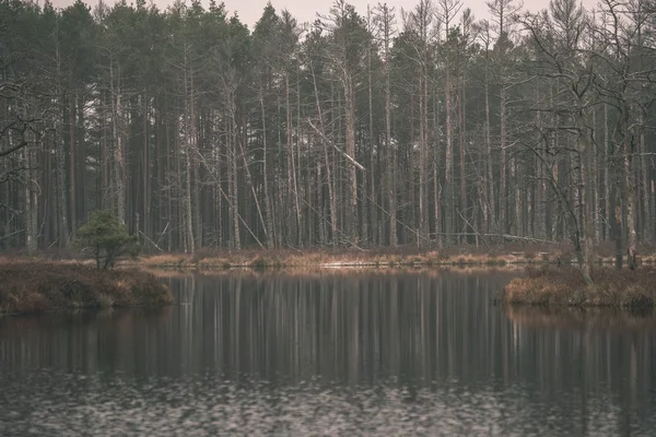 Lugna Sjön Och Skogen Stränder Prognosen — Stockfoto