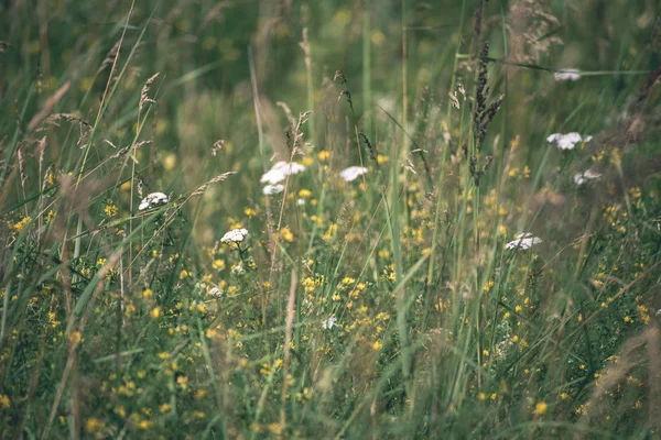 Piante Verdi Estive Che Fioriscono Campagna — Foto Stock