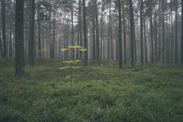 Κορμοί Δέντρων Πεύκων Στο Δάσος Πράσινο Γρασίδι Στην Ομίχλη — Φωτογραφία Αρχείου