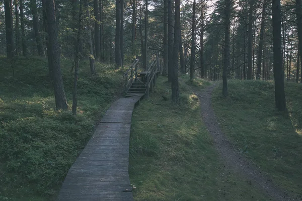 Ahşap Tahta Boardwalk Yeşil Güneşli Ormandaki — Stok fotoğraf