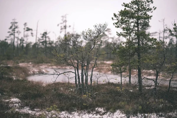 Paysage Marécageux Fin Automne Par Temps Couvert — Photo