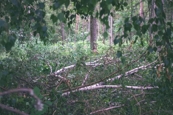Unterholz Grünen Sommerwald Bei Tageslicht — Stockfoto