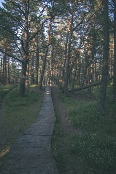 Promenade Planches Bois Dans Forêt Verdoyante Ensoleillée — Photo
