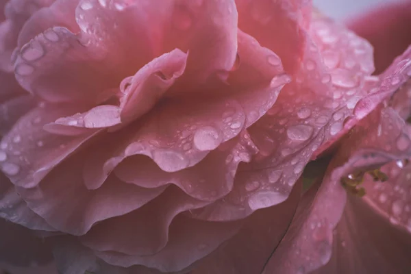 Dettaglio Fiore Rosa Fiorito Con Gocce Acqua Sfondo Sfocato — Foto Stock