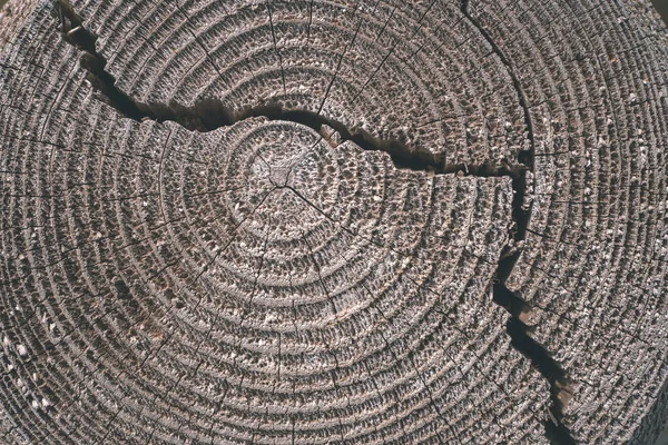 Textura Tocón Árbol Seco Viejo — Foto de Stock