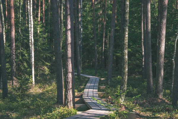 Тихий Спокойный Сосновый Лес Зеленой Травой — стоковое фото