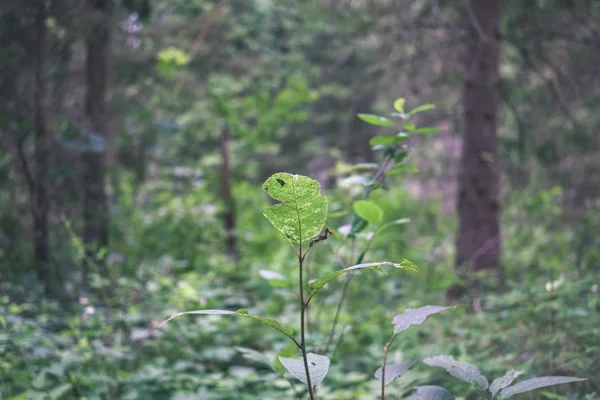 Zaroślach Lesie Zielone Lato Świetle Dziennym — Zdjęcie stockowe