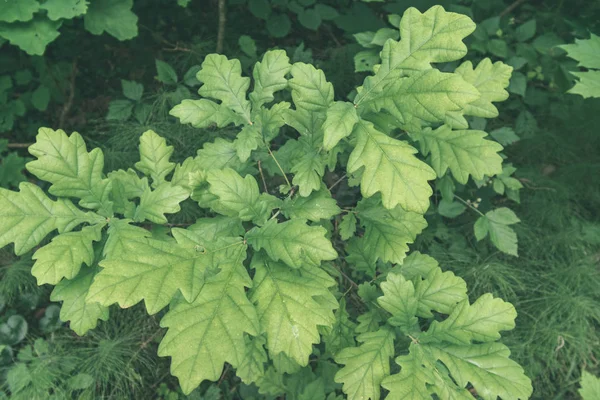 夏の田舎で成長の緑の葉の背景 — ストック写真