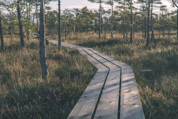 Houten Plank Promenade Moerasgebied Het Najaar Perspectief — Stockfoto