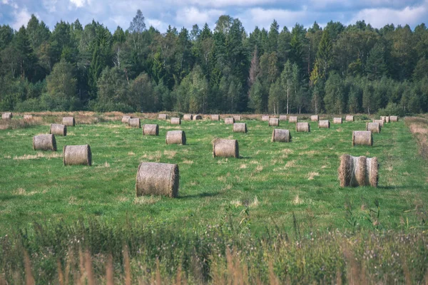 Rullar Grönt Fält Med Skog Bakgrund — Stockfoto