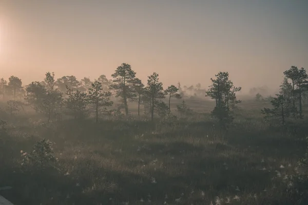 Туманний Болотний Болотний Район Яскравому Сході Сонця — стокове фото