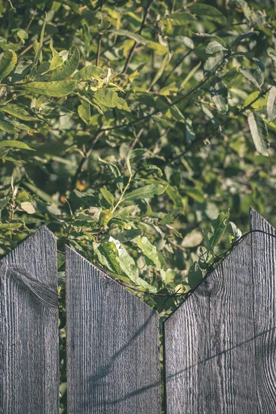 Старий Дерев Яний Паркан Влітку Зеленим Листям — стокове фото