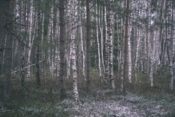 Tronchi Betulla Abete Rosso Nella Foresta Invernale — Foto Stock