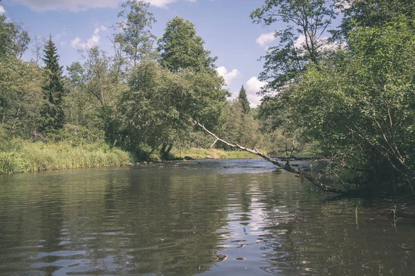 Потік Води Річки Amata Латвії Пісковика Скелі Зеленого Листя Влітку — стокове фото