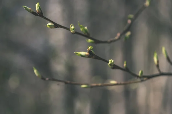 Detail Nahých Větví Pupeny Brzy Jaře Rozostřeného Pozadí — Stock fotografie