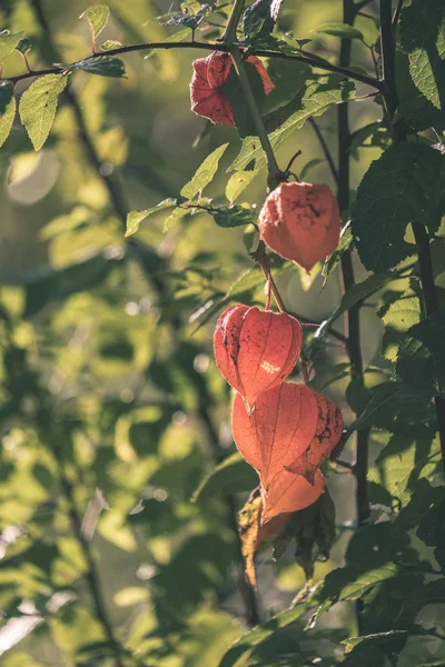 Landsbygden Trädgård Sommarblommor Blom Suddig Bakgrund — Stockfoto