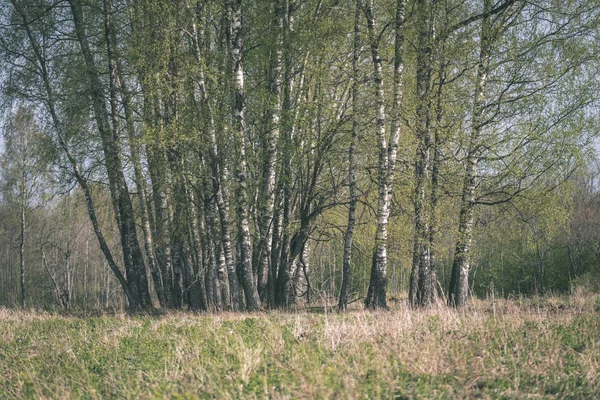 Kırsal Bölgede Büyüyen Huş Ağaçlarının Grove — Stok fotoğraf