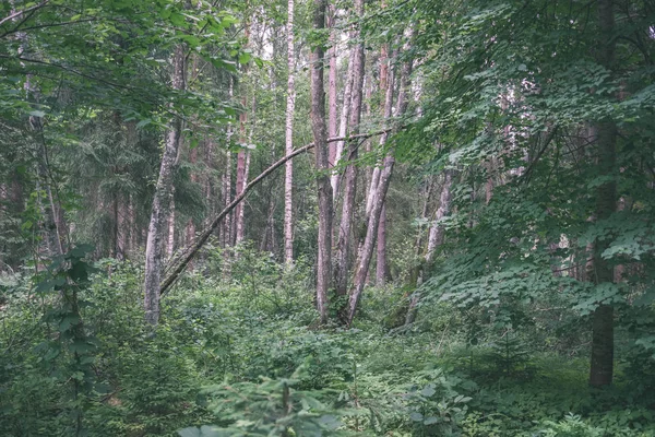 Sfondo Fogliame Verde Nella Foresta Estiva — Foto Stock