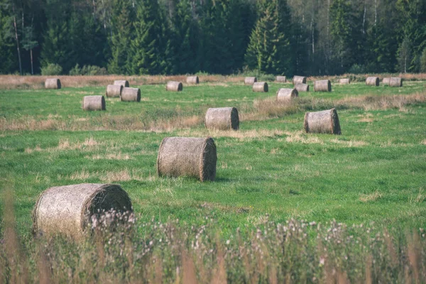 Rouleaux Foin Dans Champ Vert Avec Forêt Sur Fond — Photo