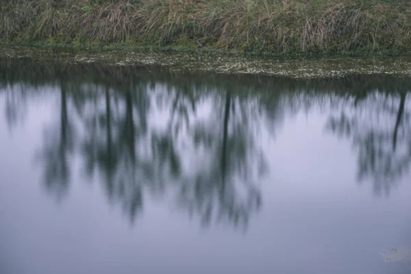 Отражения Зеленой Листвы Спокойной Воде Озера Сумерках — стоковое фото