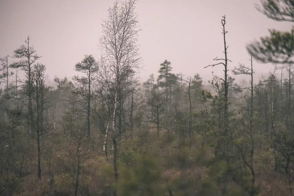 Paysage Sapins Épicéas Secs Éloignés Dans Les Marécages Par Temps — Photo