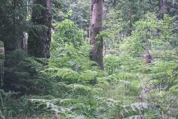 Gün Işığında Yeşil Yaz Ormandaki Ağaç Altındaki Çalılık — Stok fotoğraf