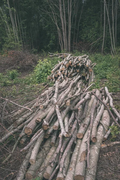 Mucchio Bastoncini Legno Secco Nella Foresta Estiva — Foto Stock