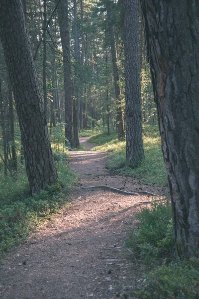 Τουριστική Πεζοπορία Διαδρομή Στο Δάσος Πράσινο Καλοκαίρι — Φωτογραφία Αρχείου