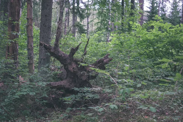 Sottobosco Nella Verde Foresta Estiva Alla Luce Del Giorno — Foto Stock