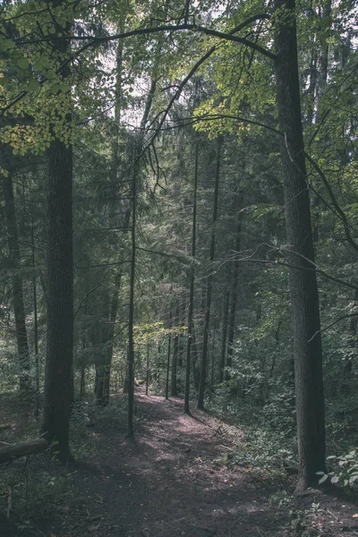 Hiking Trail Izlemek Yeşil Yeşillik Güneş Işığı Ile Yaz Ormandaki — Stok fotoğraf