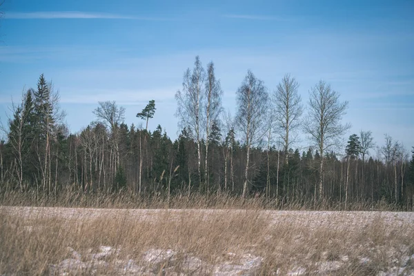 Höga Frysta Gräset Vintern Fältet — Stockfoto