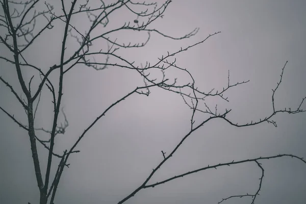 Sfondo Rami Albero Nudo Nel Tardo Autunno Sfondo Sfocato — Foto Stock