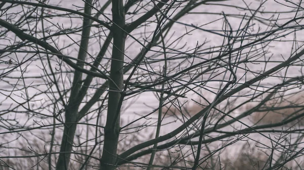 Sfondo Rami Albero Nudo Nel Tardo Autunno Sfondo Sfocato — Foto Stock