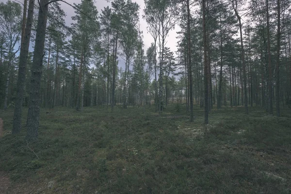 Sfondo Foresta Sempreverde Con Abeti Rossi Pini — Foto Stock