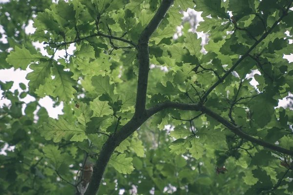 Φόντο Πράσινο Φύλλωμα Βελανιδιάς Στο Φως Της Ημέρας — Φωτογραφία Αρχείου