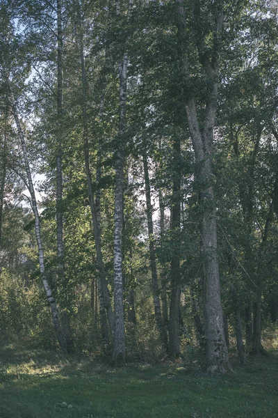 시골에서 자작나무 나무의 — 스톡 사진