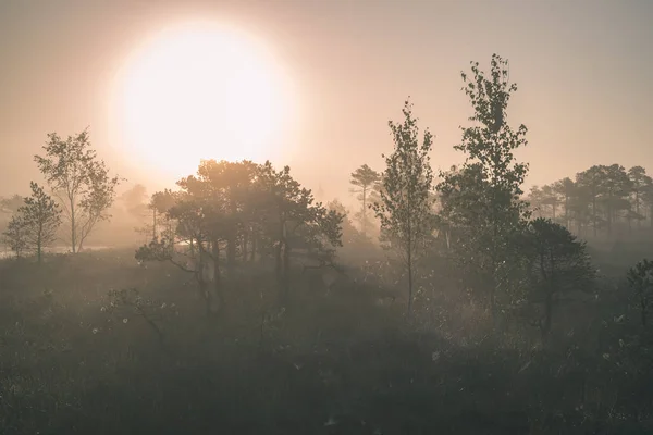 Mistige Moeras Moerasgebied Bij Heldere Zonsopgang — Stockfoto