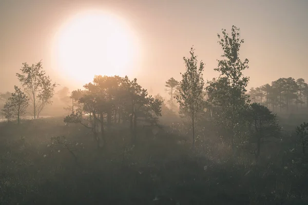 Zona Paludosa Nebbiosa All Alba — Foto Stock