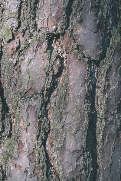 Fond Écorce Vieil Arbre Gris — Photo