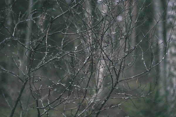 Close Naked Tree Branches Late Autumn — Stock Photo, Image