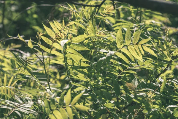 Zielone Lato Liści Rosnące Naturze — Zdjęcie stockowe